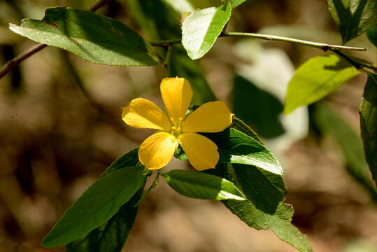 Image of Turnera weddelliana Urban & Rolfe