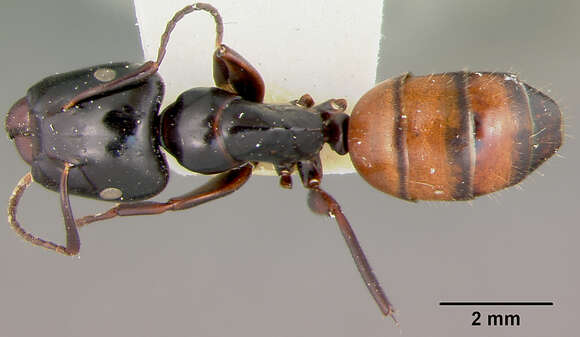 Image of Camponotus maafui Mann 1921