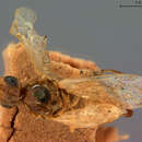 Imagem de <i>Hoplocampa lacteipennis</i>