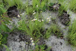 Image of prairie fleabane