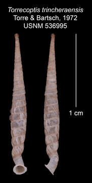 Image of Torrecoptis tricherasensis C. de la Torre & Bartsch 1972