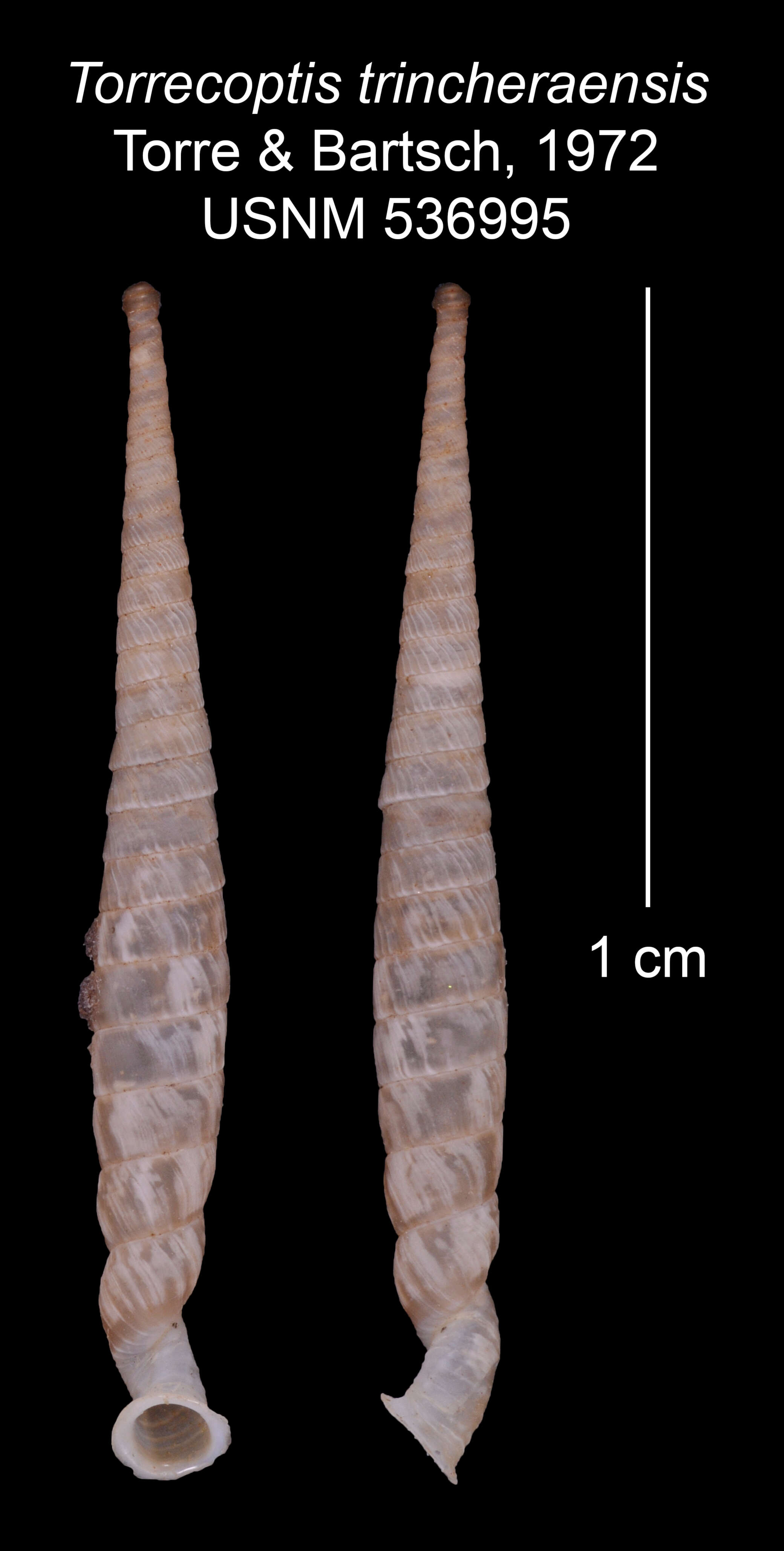 Imagem de Torrecoptis tricherasensis C. de la Torre & Bartsch 1972