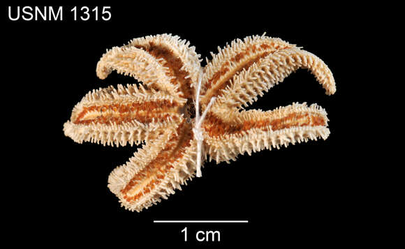 Image of Leptasterias littoralis (Stimpson 1853)