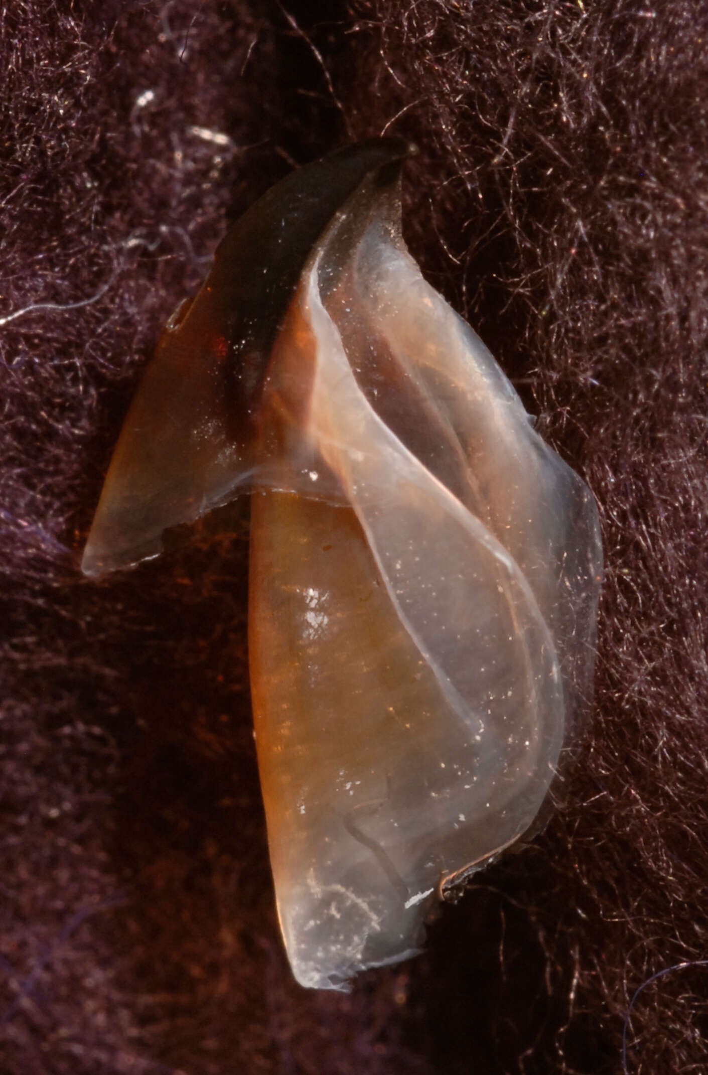 Image of pink scaled squid