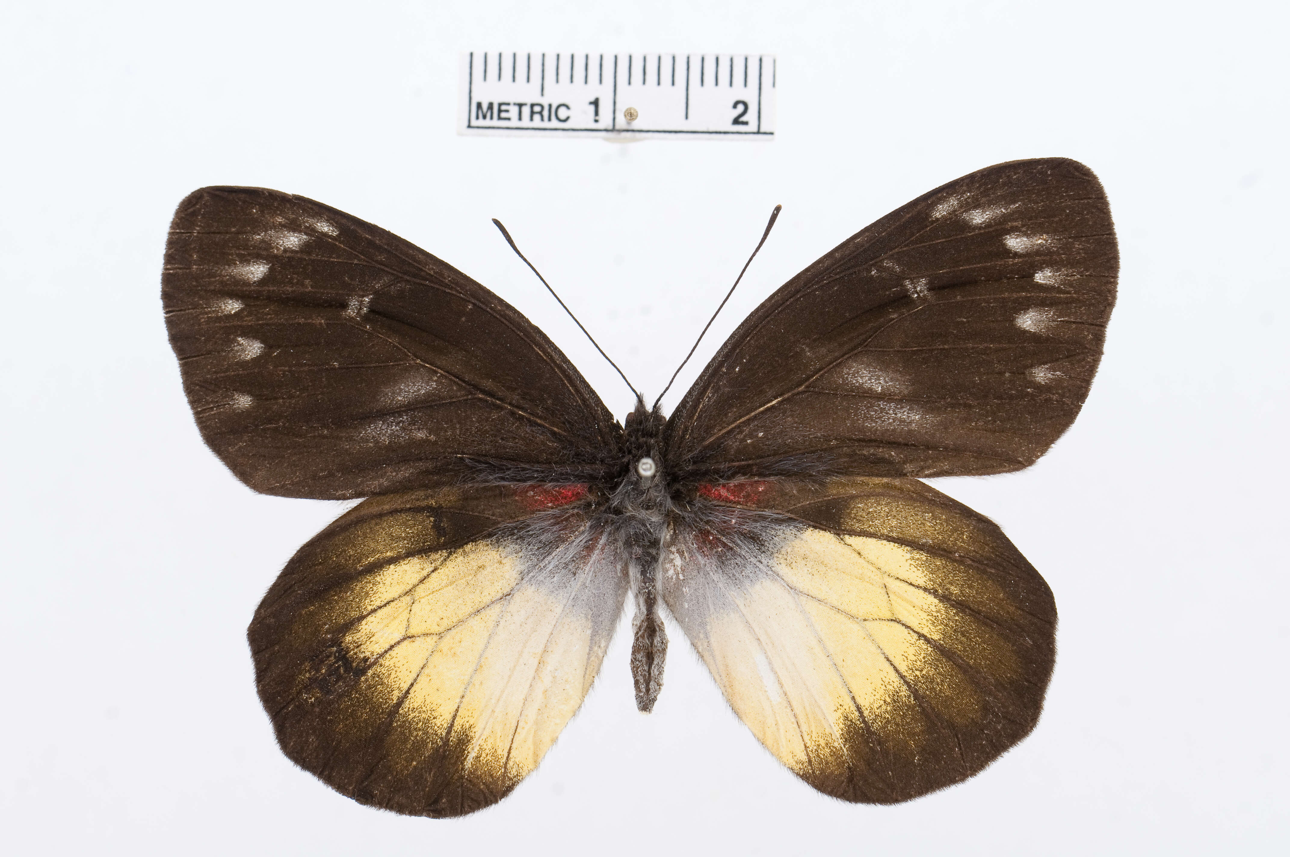 Image of Delias crithoe (Boisduval 1836)