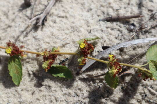 Image de Waltheria indica L.