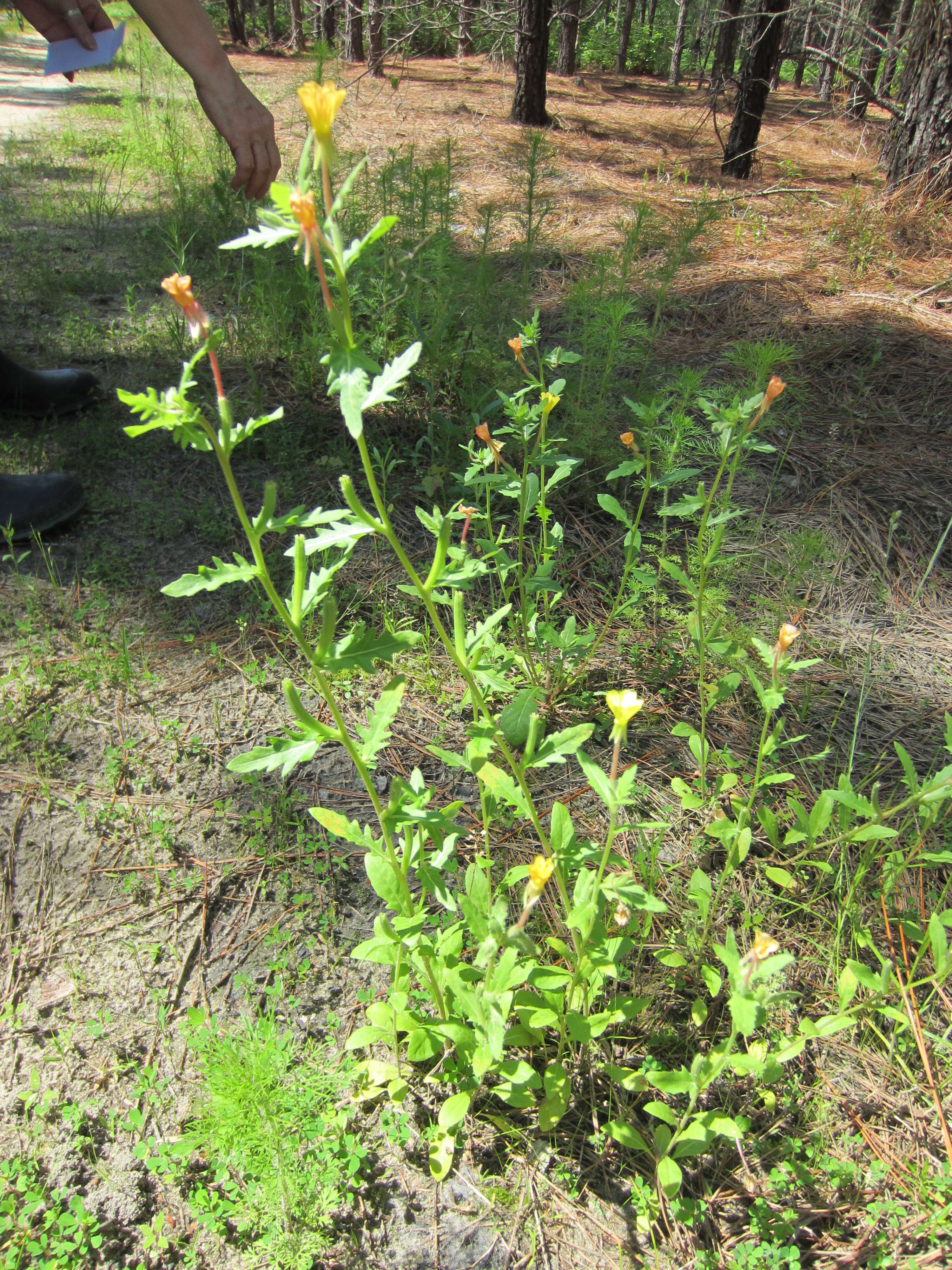 Imagem de Oenothera laciniata Hill