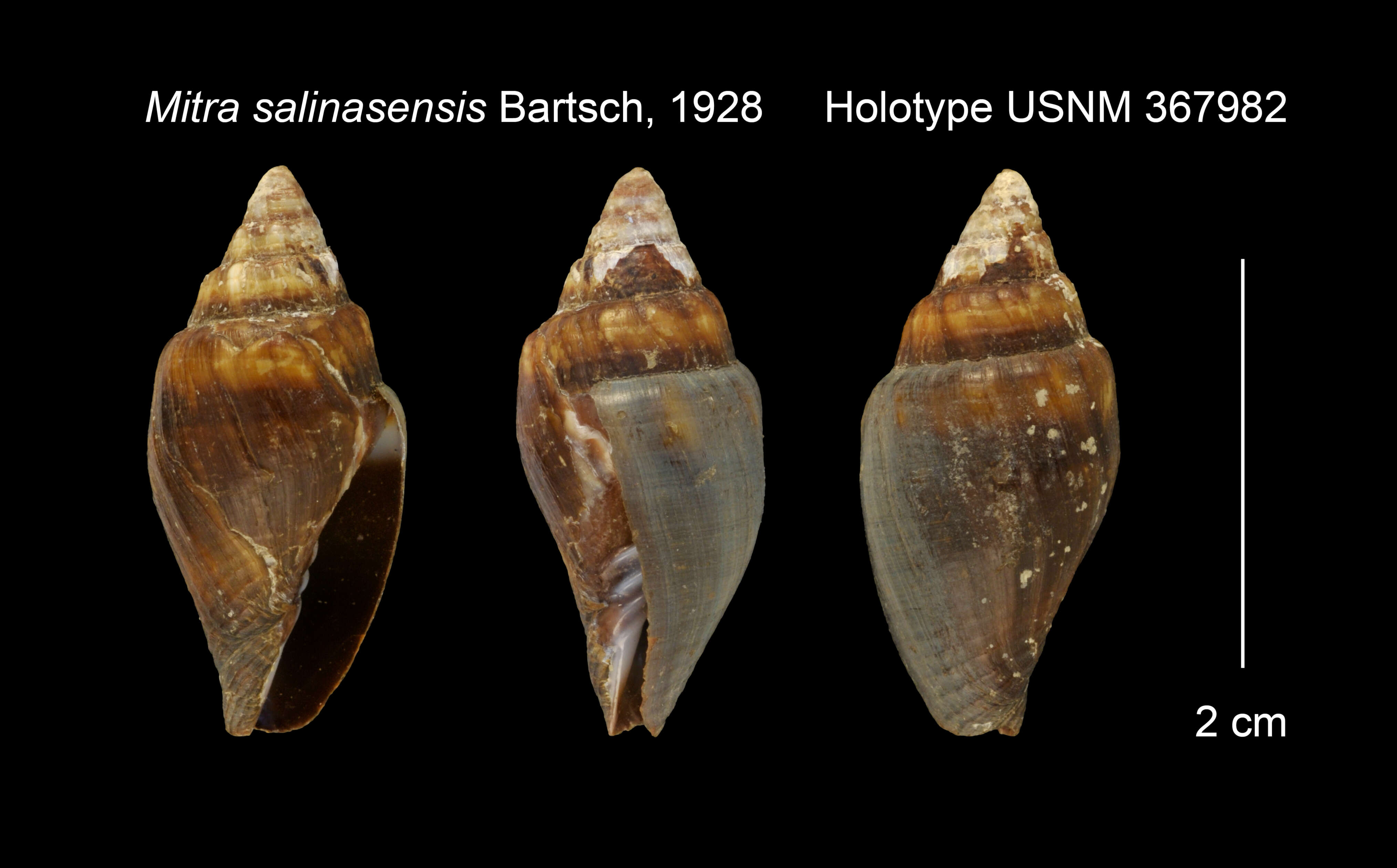 Image of Mitra salinasensis Bartsch