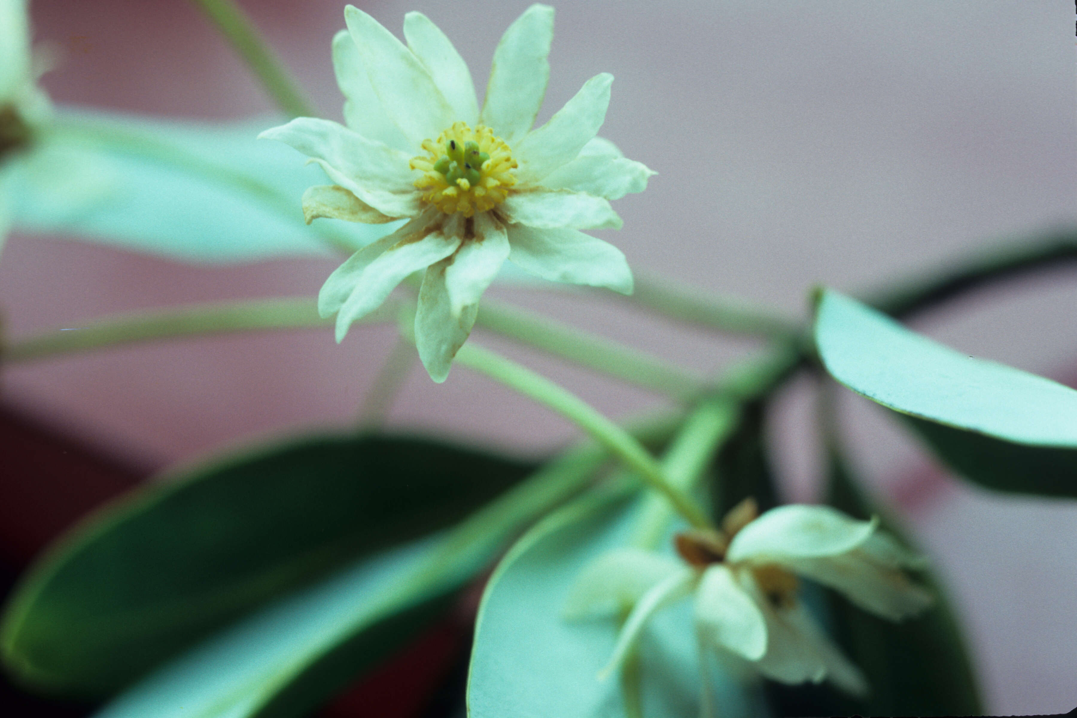 Image de Clematis campestris St.-Hil.