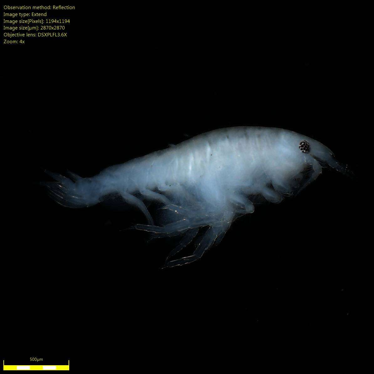 Image of Amphipoda