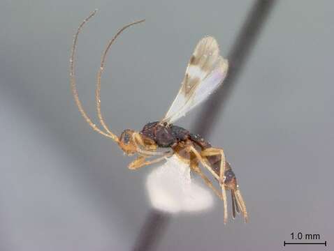 Image of Rhaconotus badius Marsh 1976