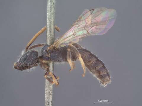 Halictus pici Pérez 1895的圖片