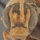 Image of Cyphononyx fulvognathus (Rohwer 1911)
