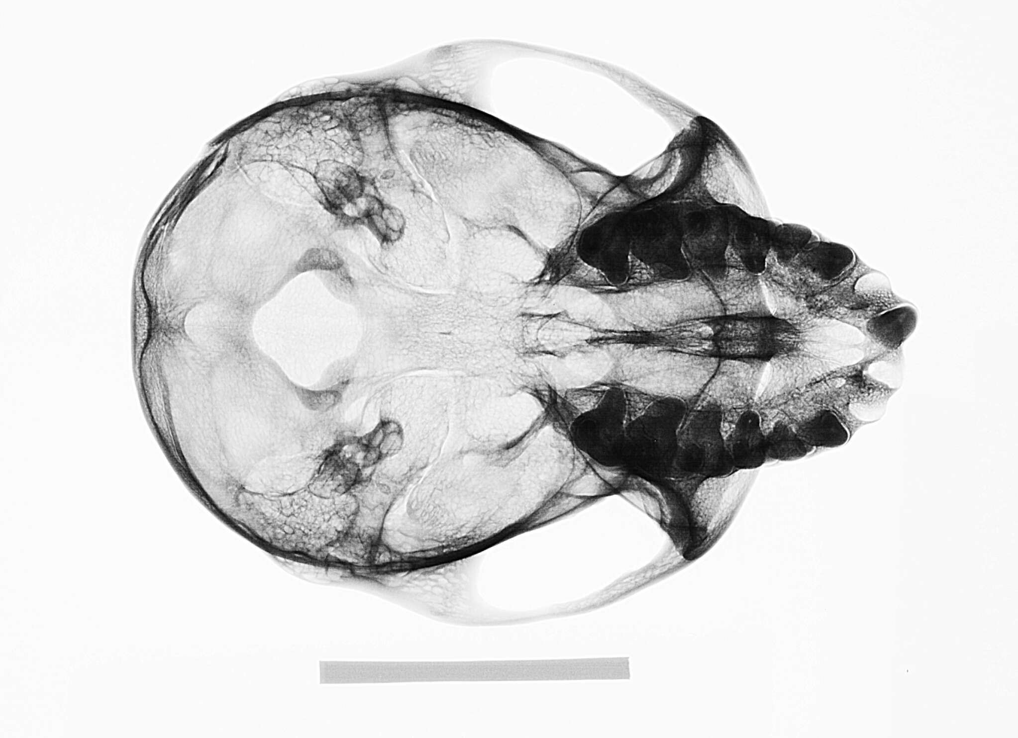 Image of Collared Mangabey