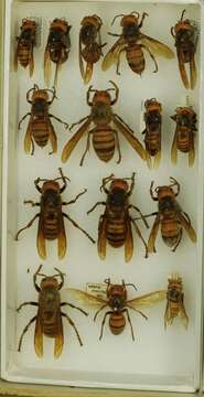 Image of Asian giant hornet