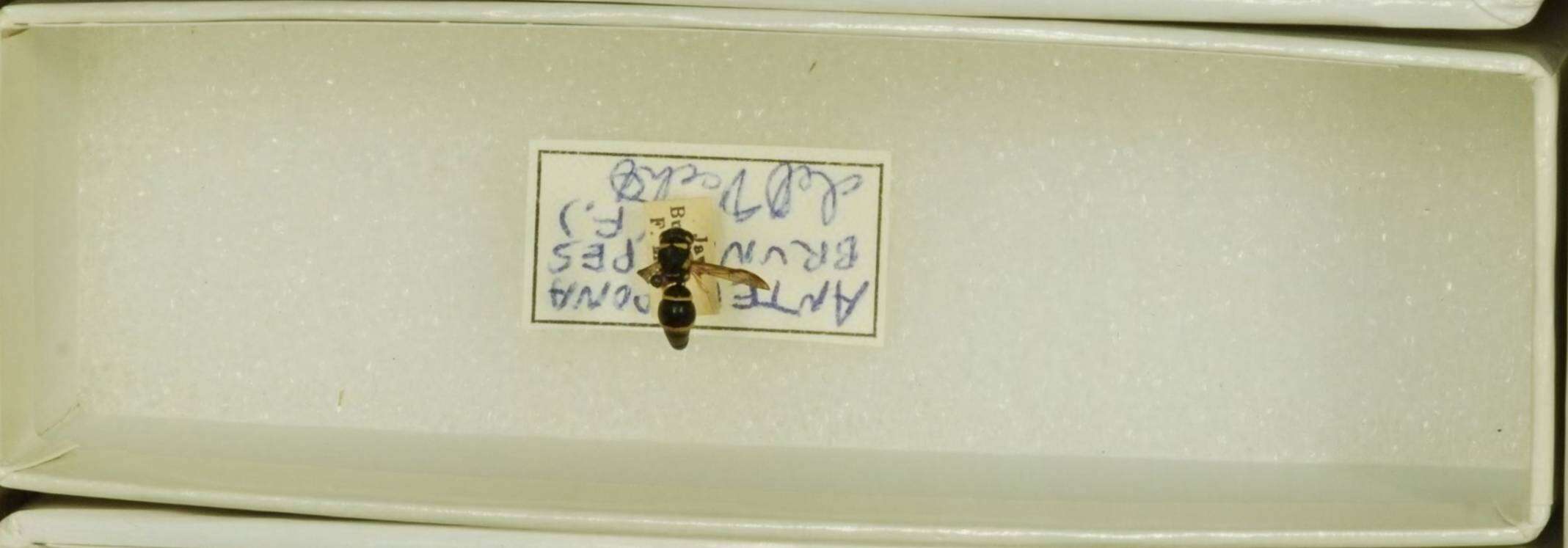 Image of <i>Antepipona <i>brunnipes</i></i> brunnipes