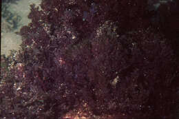 Image of Plocamium cornutum
