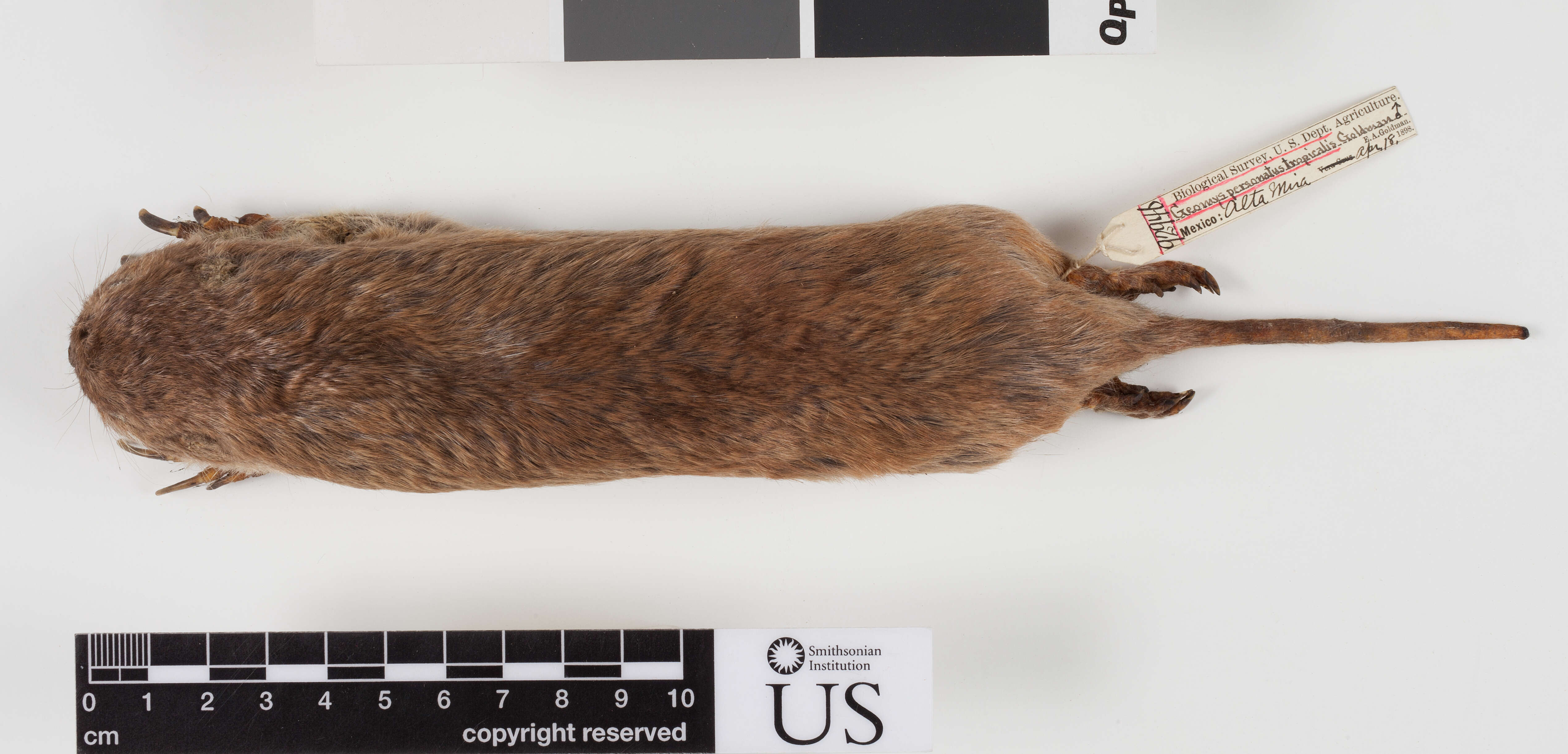 Image of Tropical Pocket Gopher