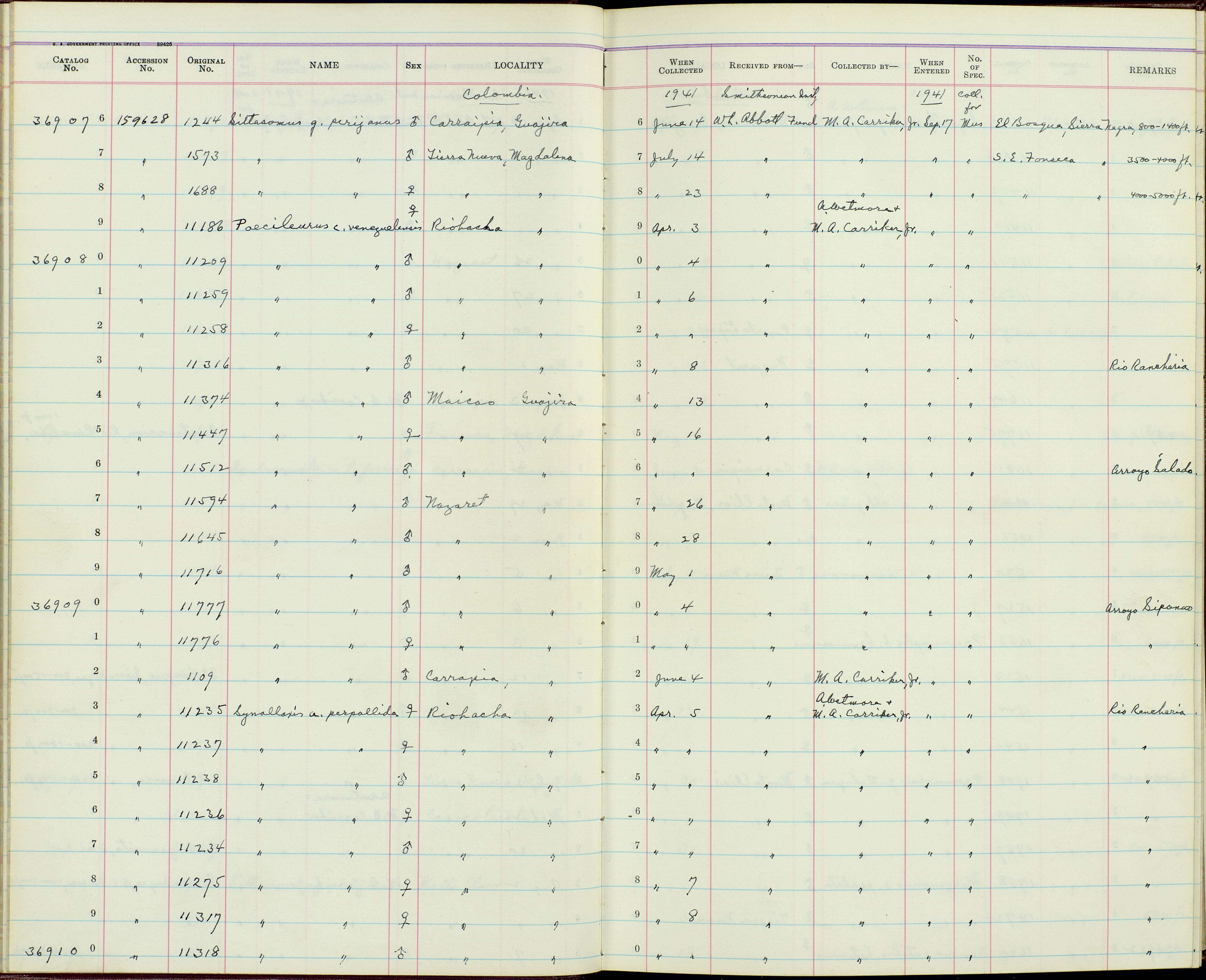 Image of Poecilurus Todd 1917