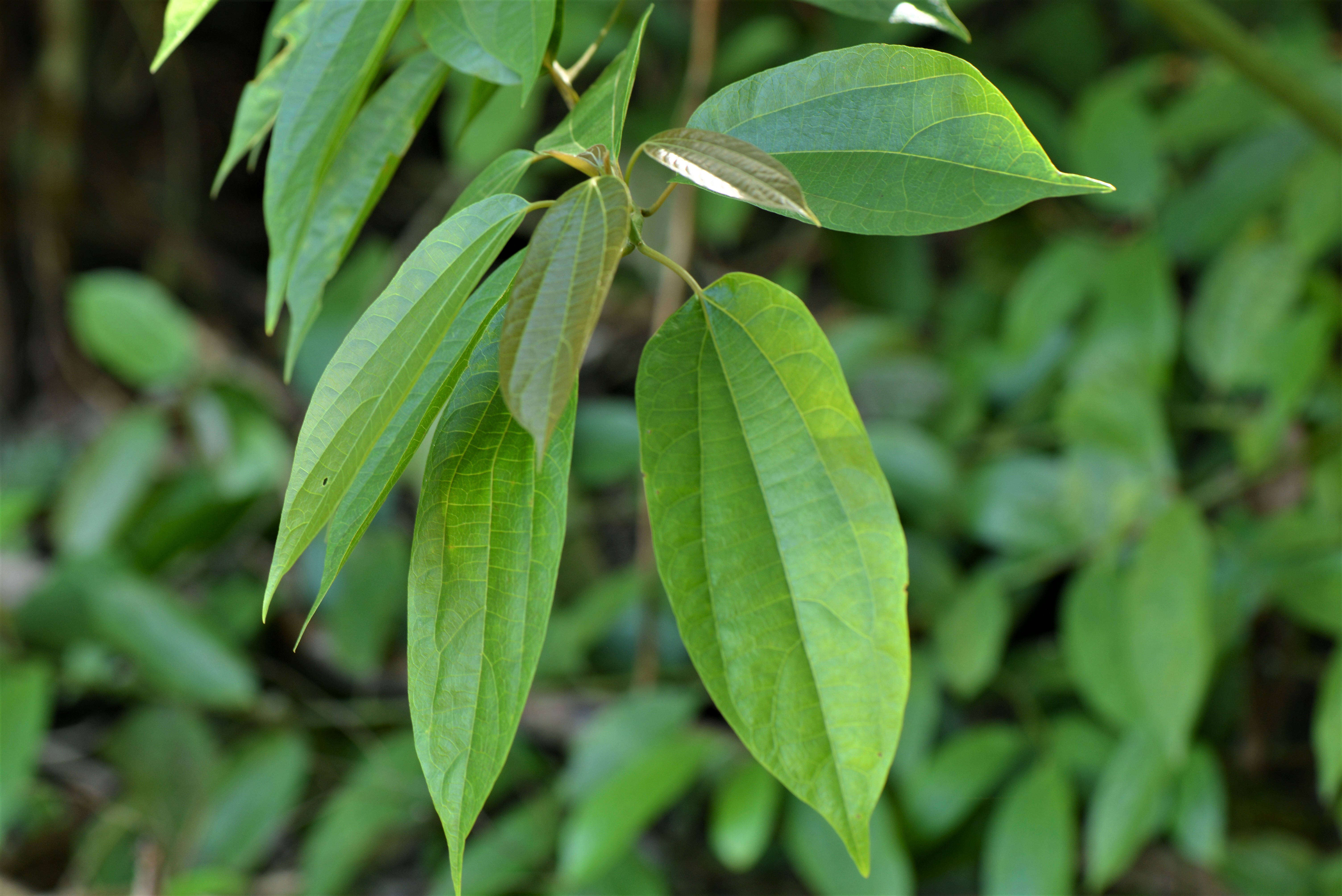 Image of Ampelocissus Planch.