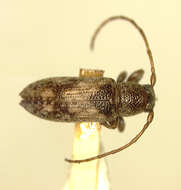 Mycerinopsis scutellata (Fisher 1925) resmi