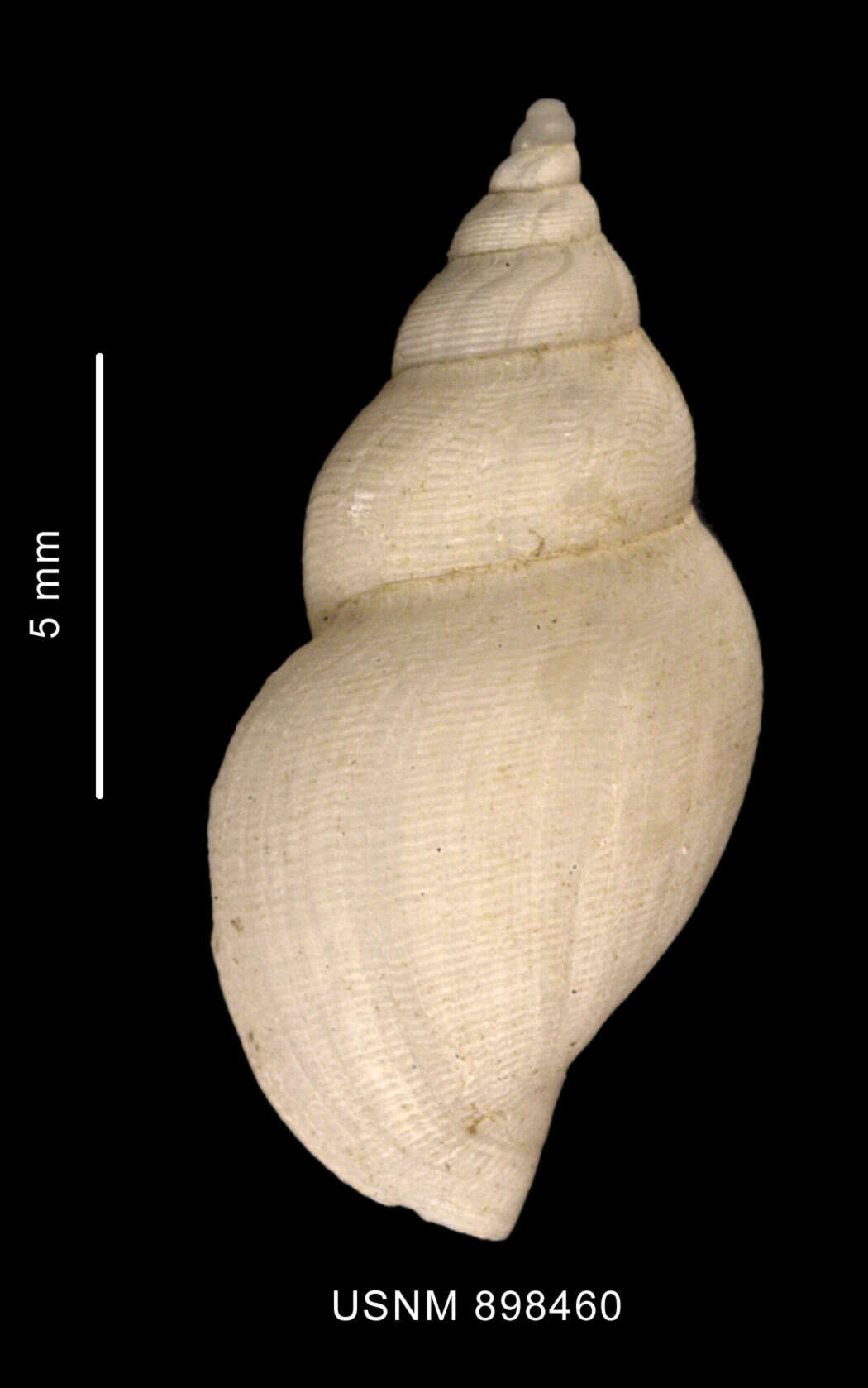 Image of Typhlodaphne payeni (Rochebrune & Mabille 1885)