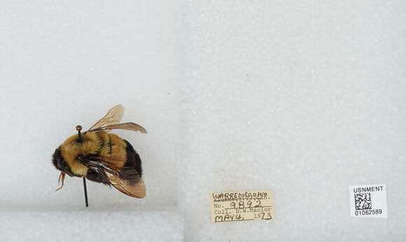 Слика од Bombus affinis Cresson 1864