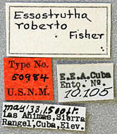 Image of Oedudes roberto (Fisher 1935)