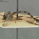 Image of Leptogaster basilaris Coquillett 1898