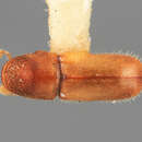 Image of Pseudopityophthorus durangoensis Wood 1987