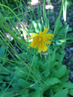 Image of twoflower dwarfdandelion