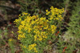 Image of Slender Goldentop