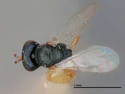 صورة Trichomalopsis dubia (Ashmead 1896)