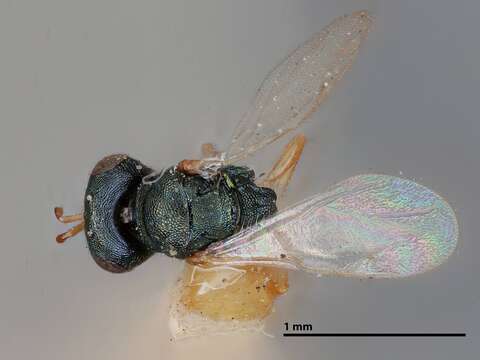 Слика од Trichomalopsis dubia (Ashmead 1896)