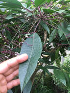 Image of ellipticleaf papala