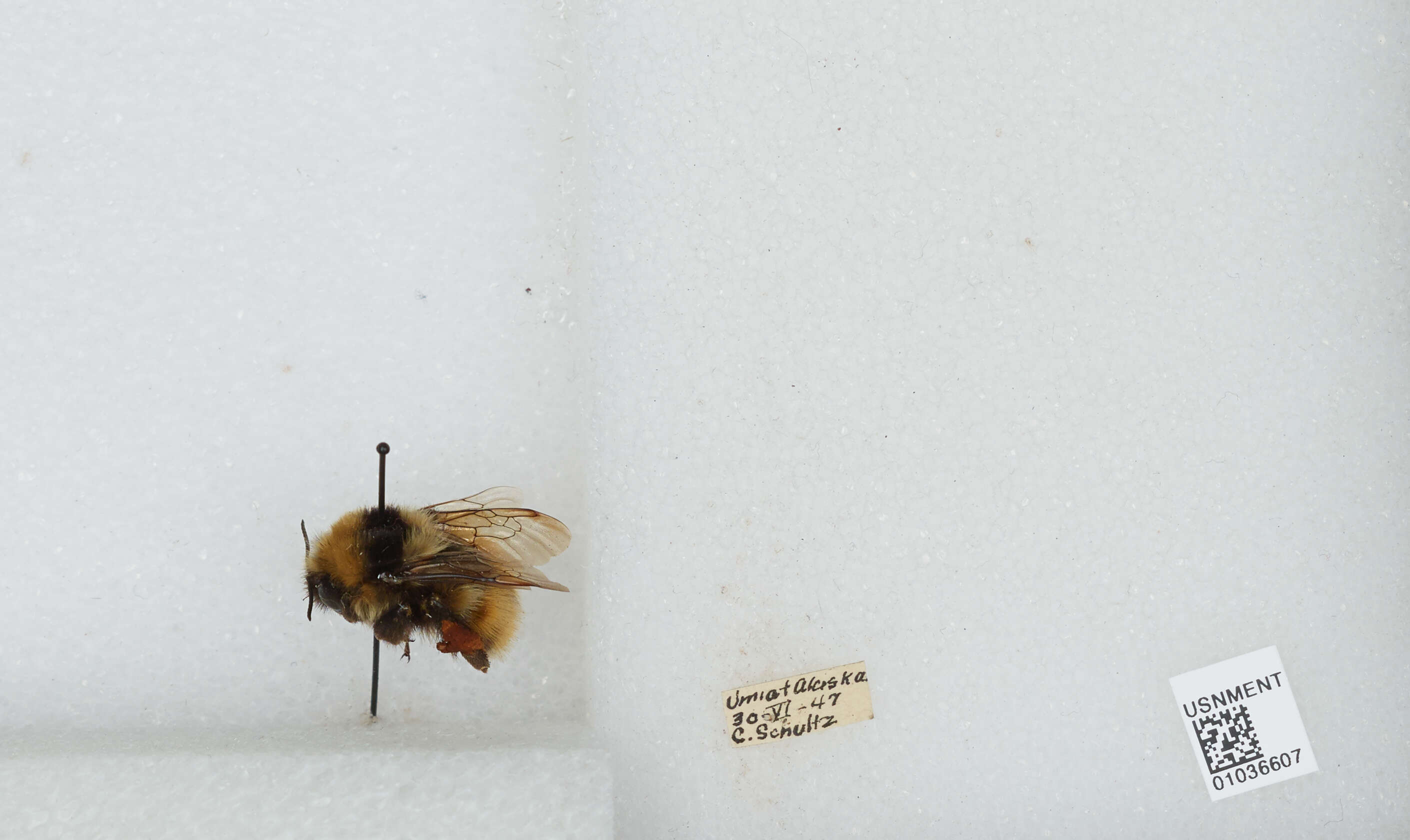 Image de Bombus sylvicola Kirby 1837