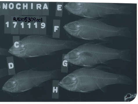 Слика од Ostorhinchus monospilus (Fraser, Randall & Allen 2002)