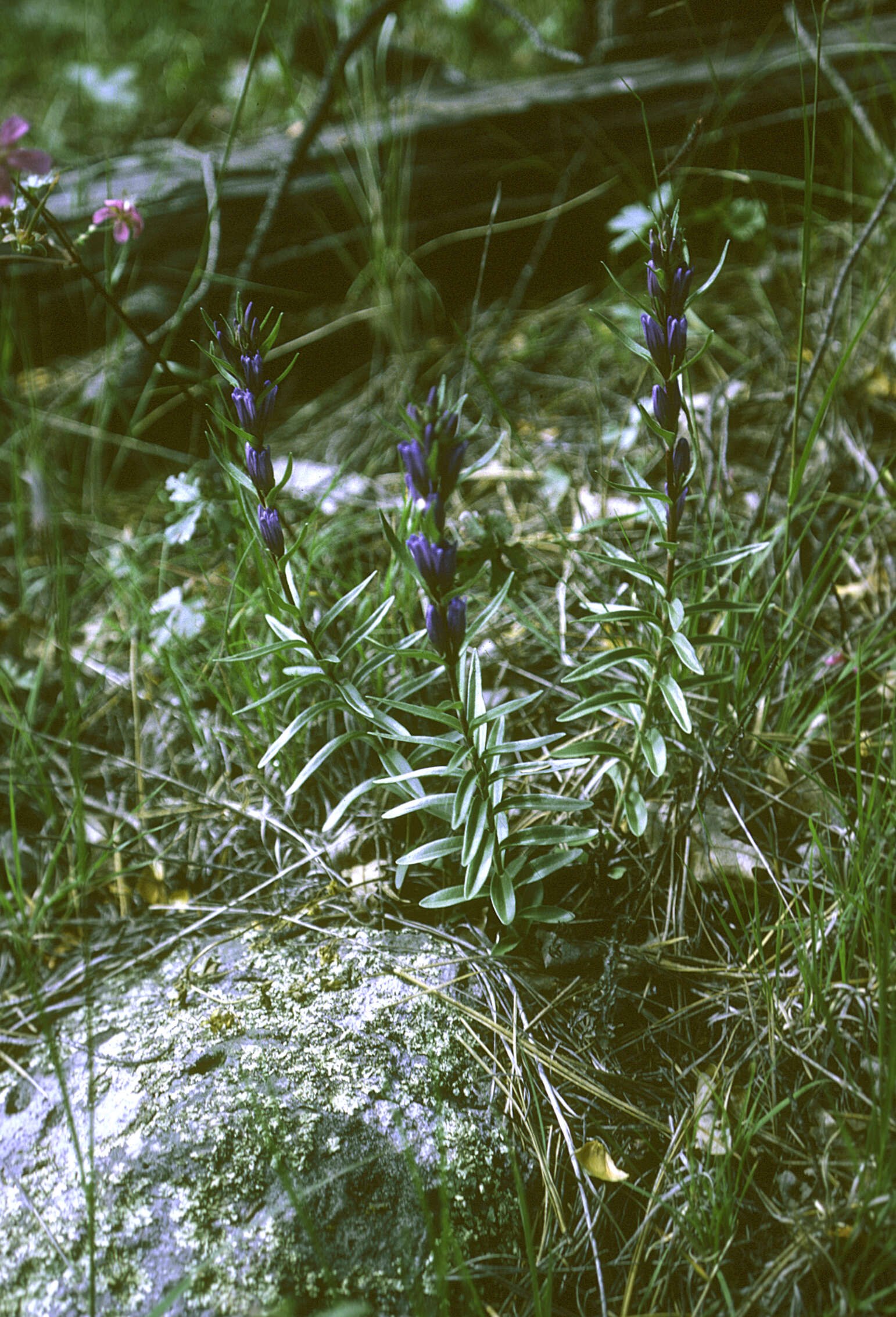 Image of Northern Gentian