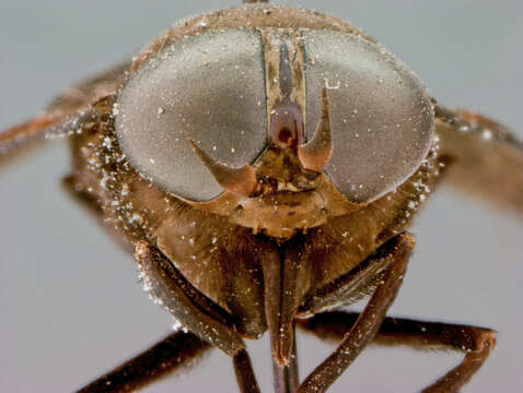 Imagem de Tabanus nigrescens Palisot