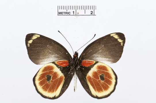 Image of Delias castaneus Kenrick 1909