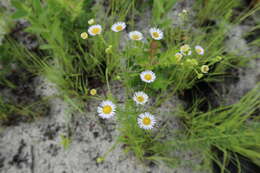 Image of prairie fleabane