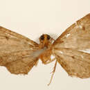 Image de Eupithecia ratoncilla Dognin 1899