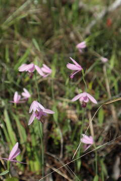 Image of snakemouth orchid