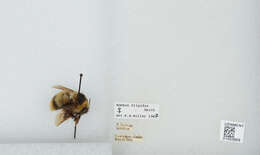 Image of Frigid Bumble Bee