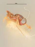 Image of Syrphophagus celia (Girault 1917)