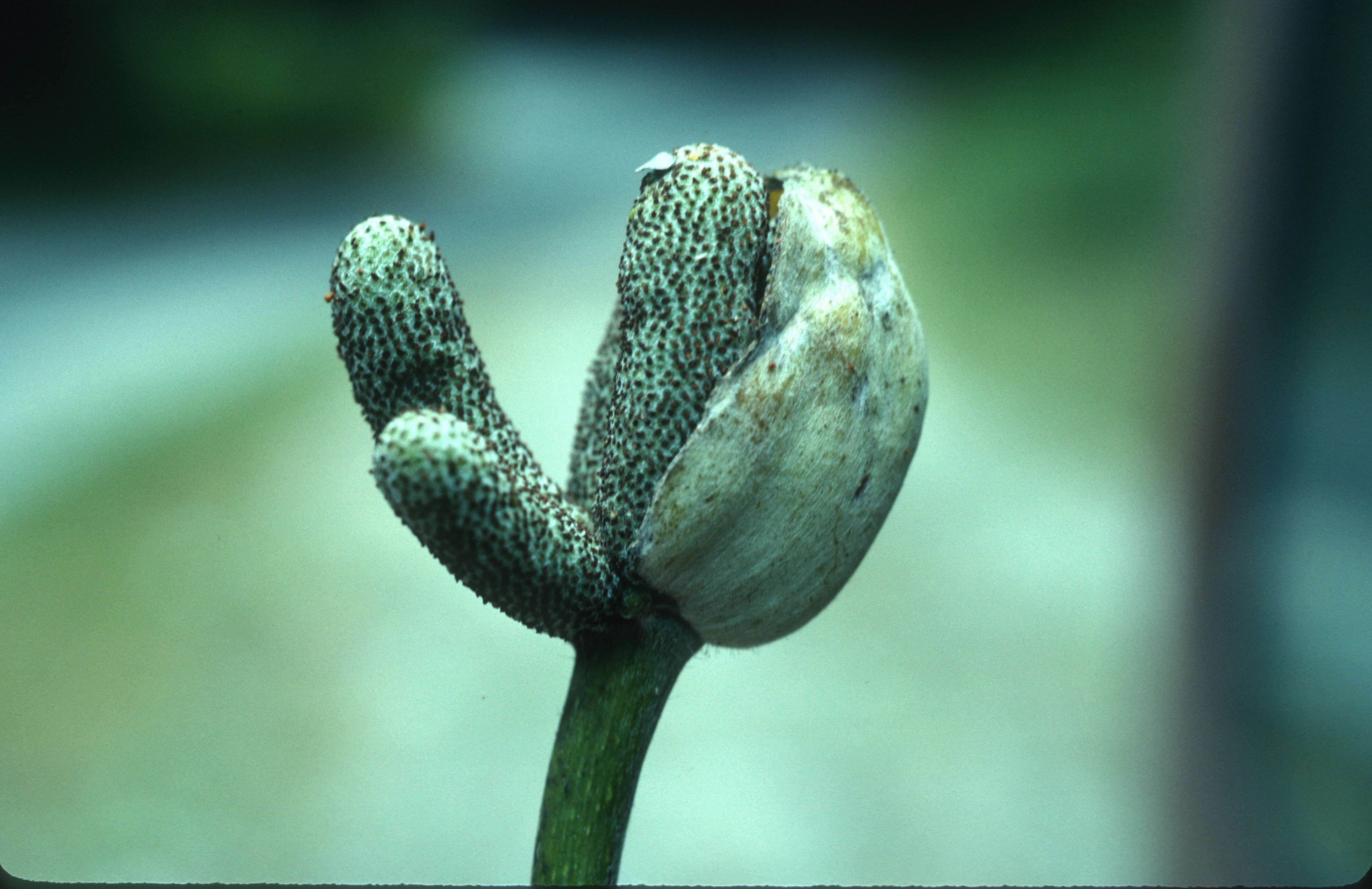 Image of trumpet-bush