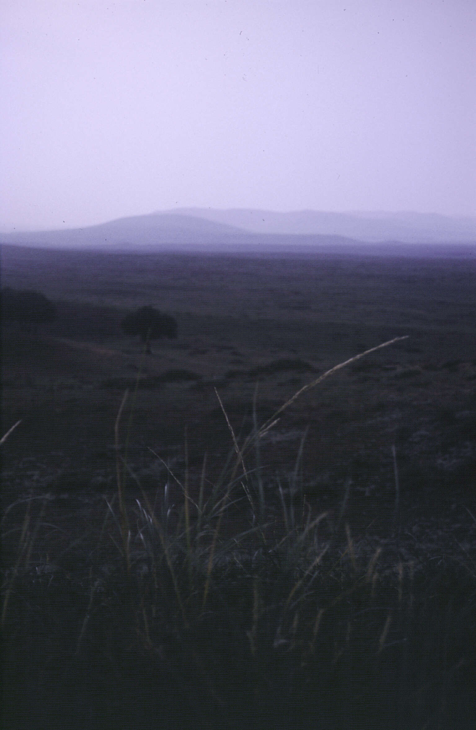 Image of Psammochloa villosa (Trin.) Bor