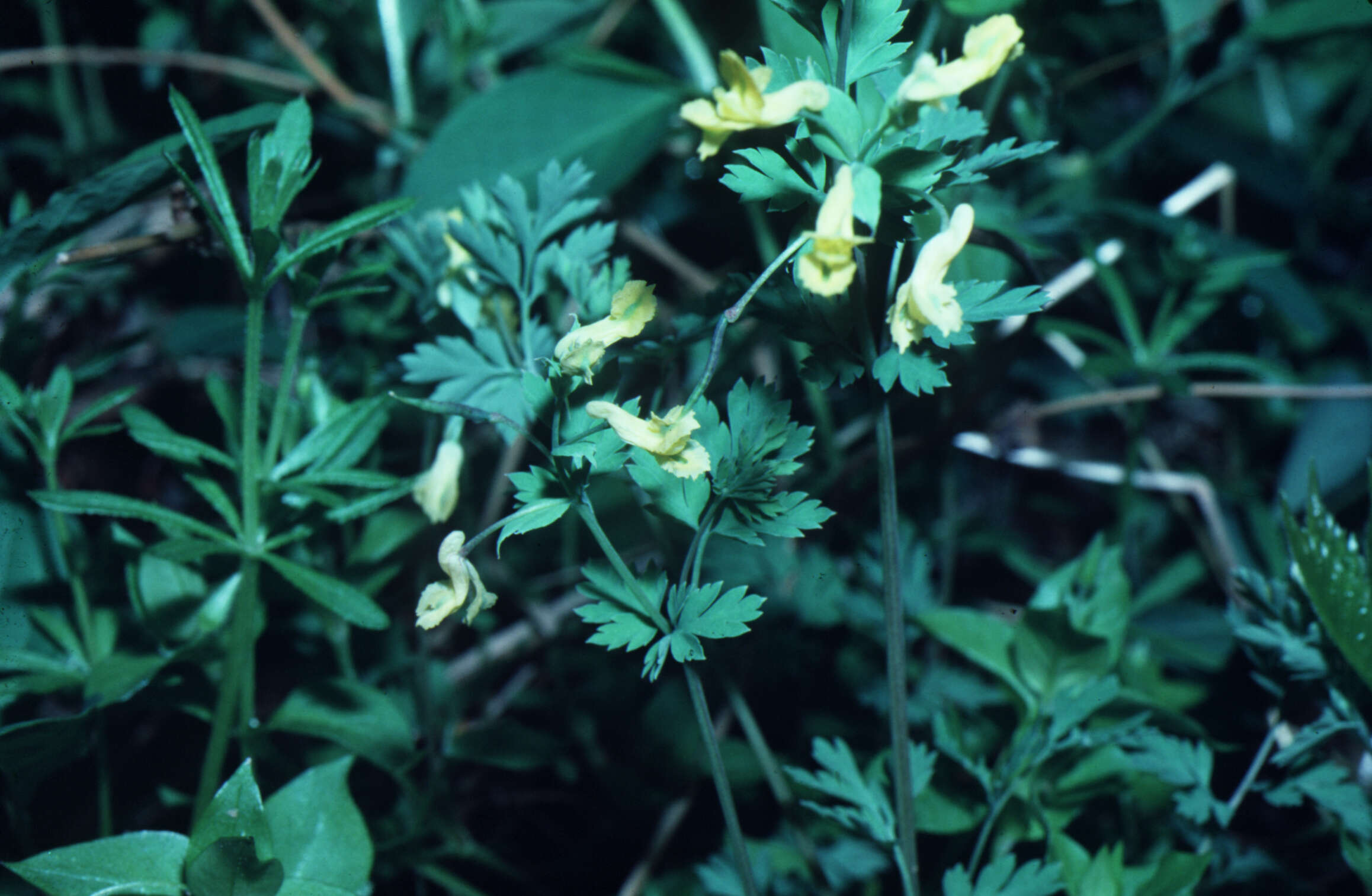 Image of yellow fumewort
