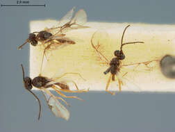 Image of Aphidius lachni Ashmead 1889