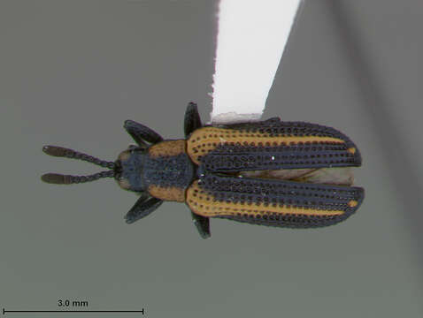 Image of Microrhopala rileyi S. Clark 1983